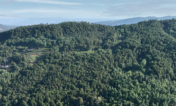 智慧森林無人機全自動巡邏方案